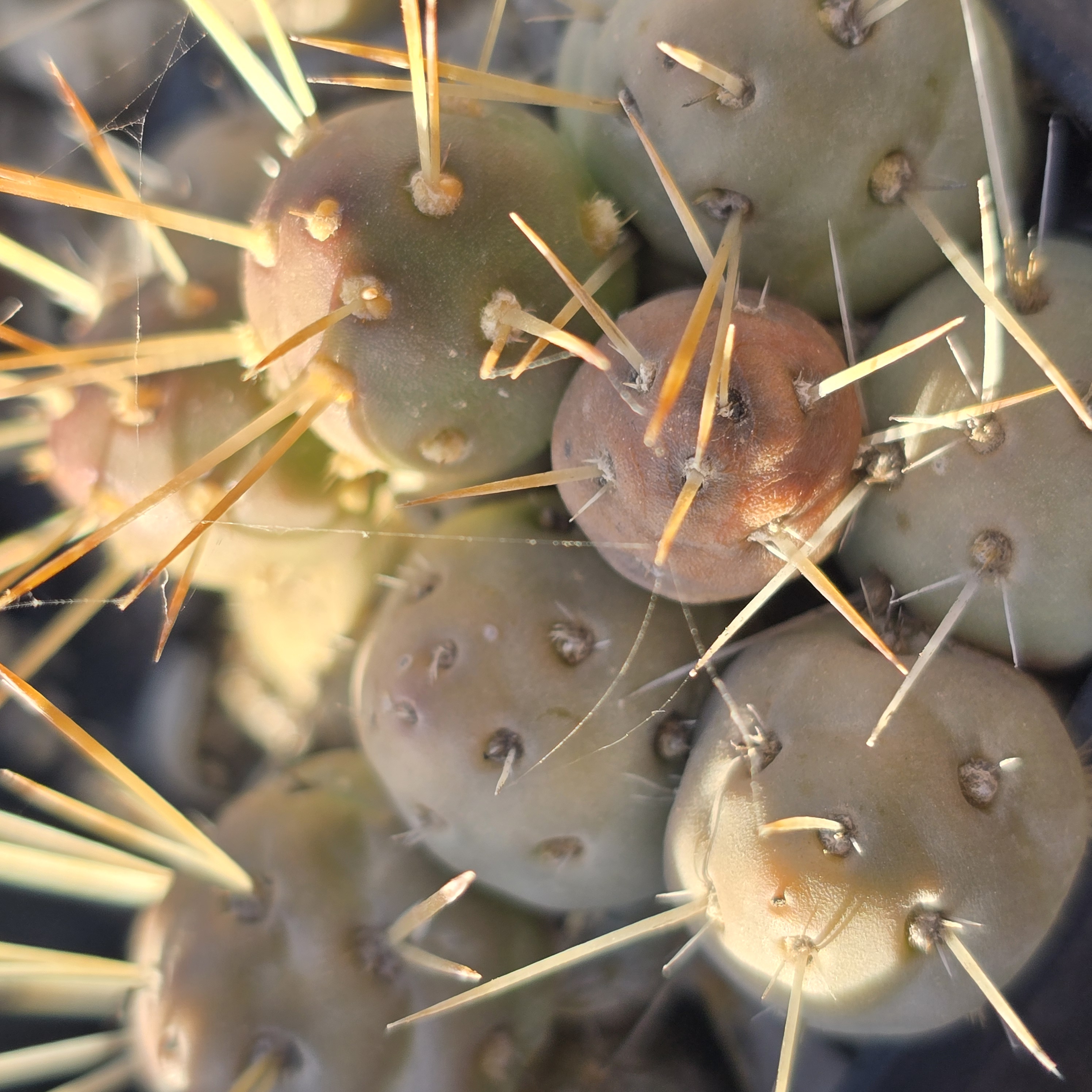 Tephrocactus <br>russelli
