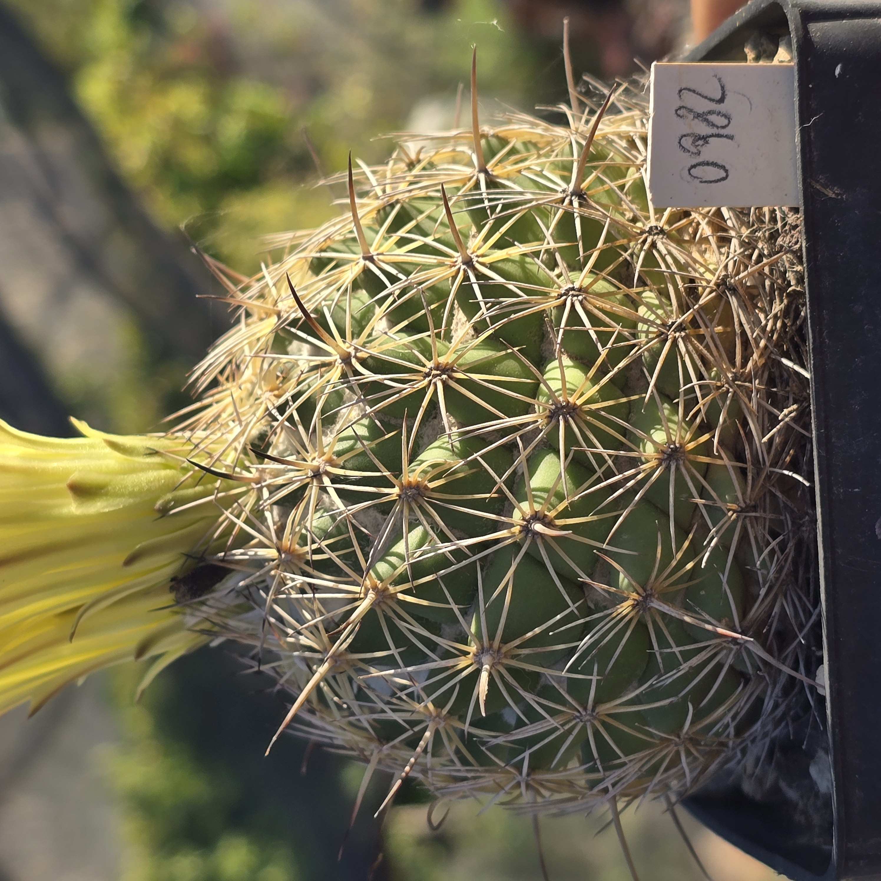 Coryphantha <br>reduncispina