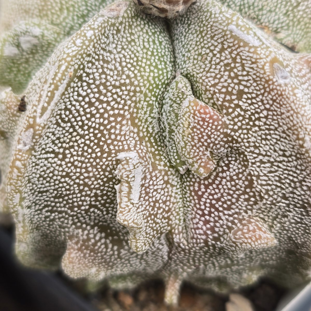 Astrophytum <br>myriostigma fukuryu