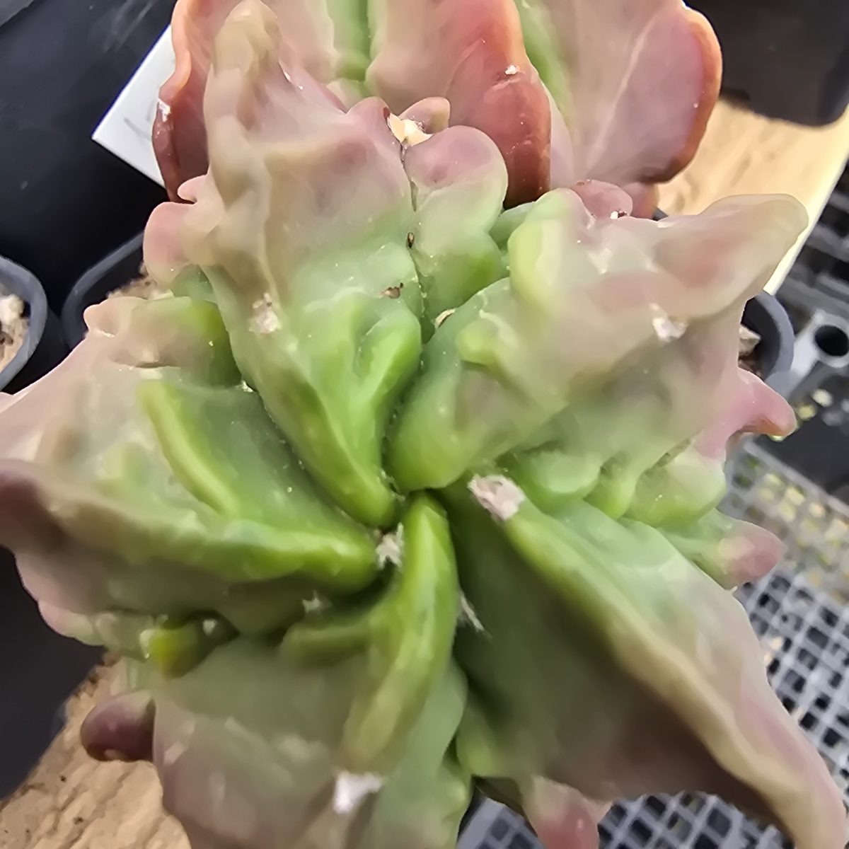 Astrophytum <br>myriostigma nudum fukuryu 