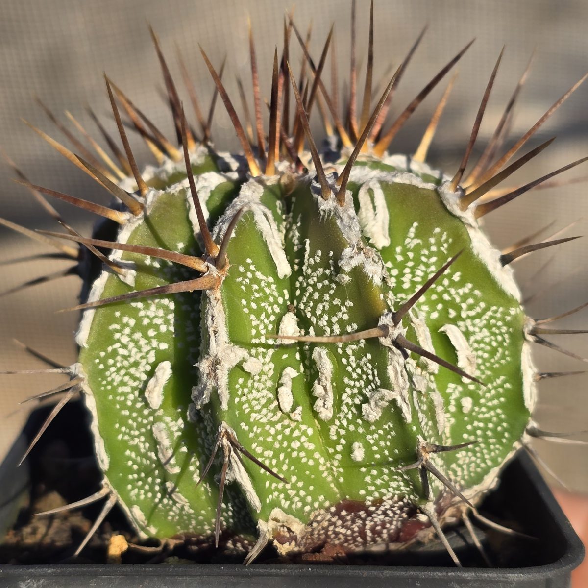 Astrophytum <br>ornatum cv fukuryu 