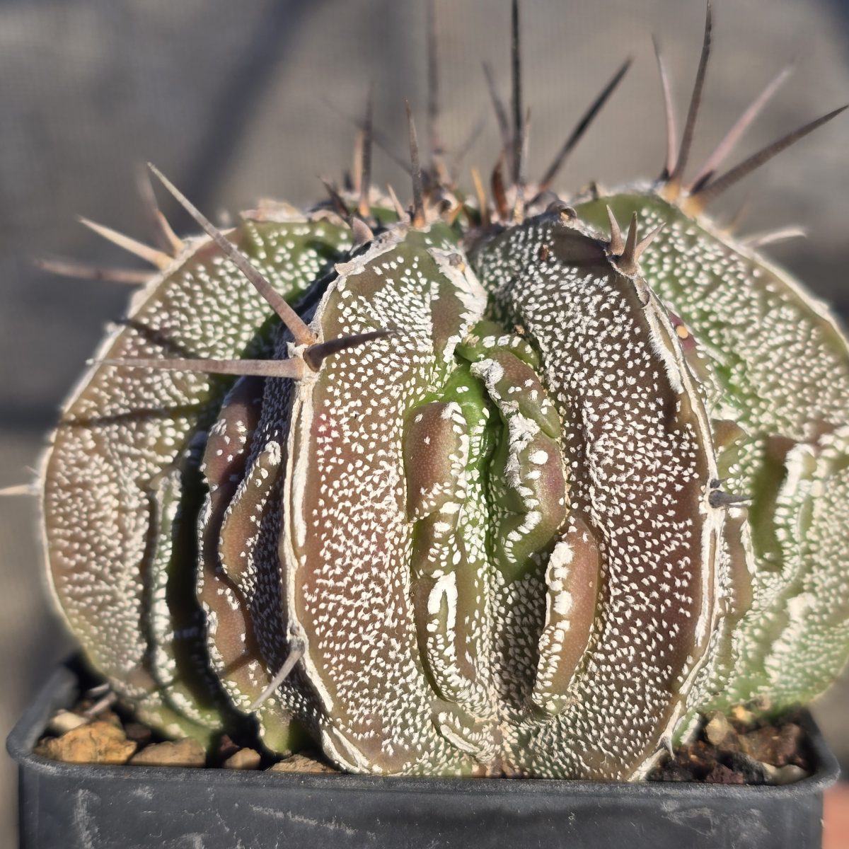 Astrophytum <br>myriostigma fukuryu