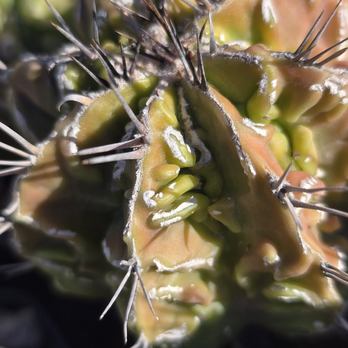 Astrophytum <br>ornatum cv fukuryu 