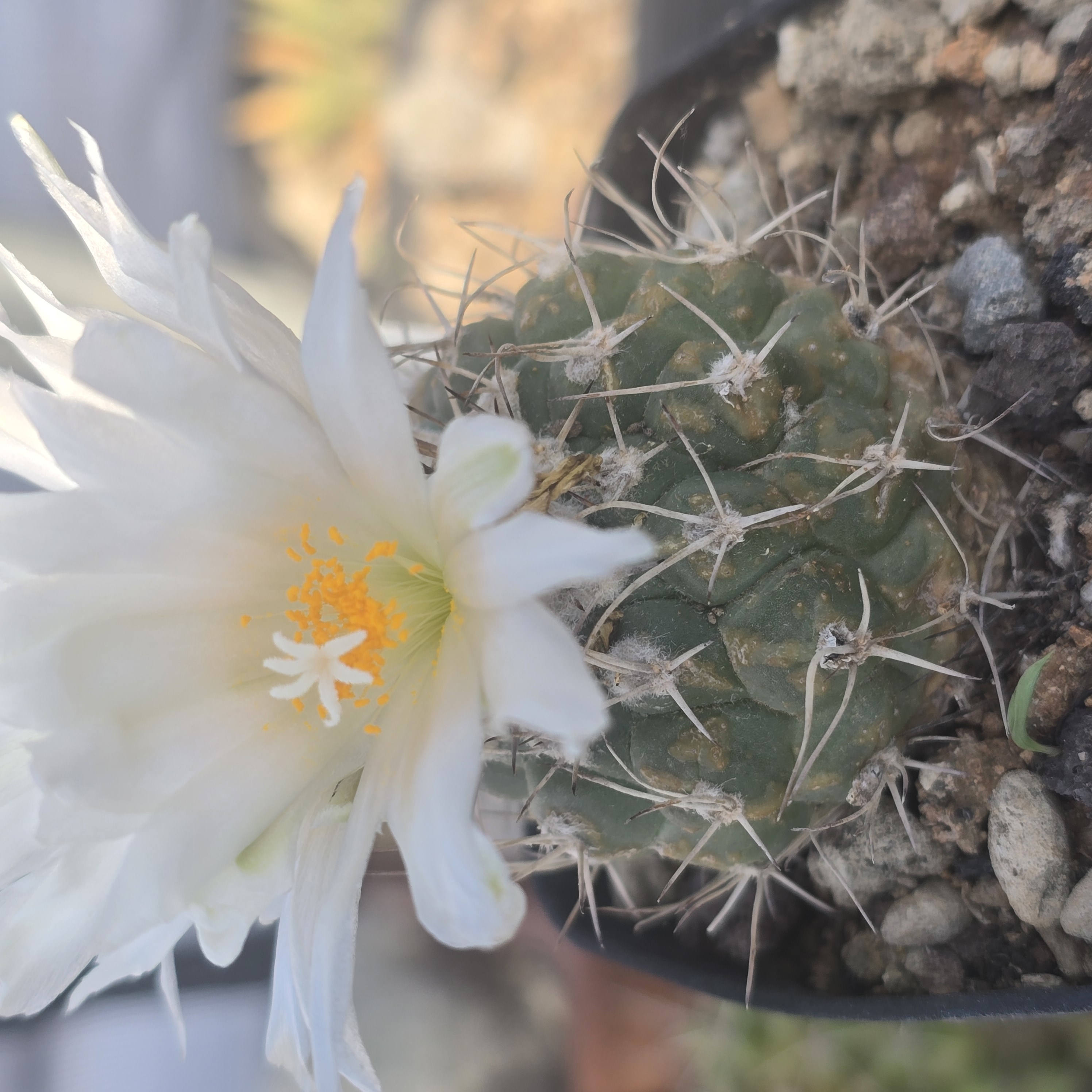 Turbinicarpus <br>lophophoroides fma
