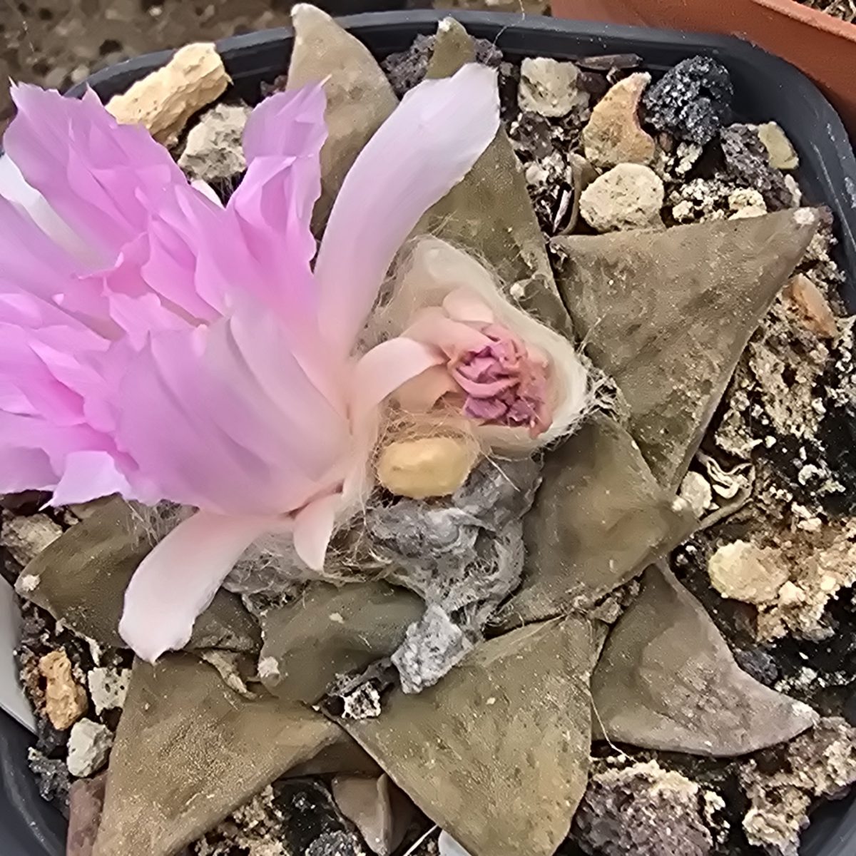 Ariocarpus <br>