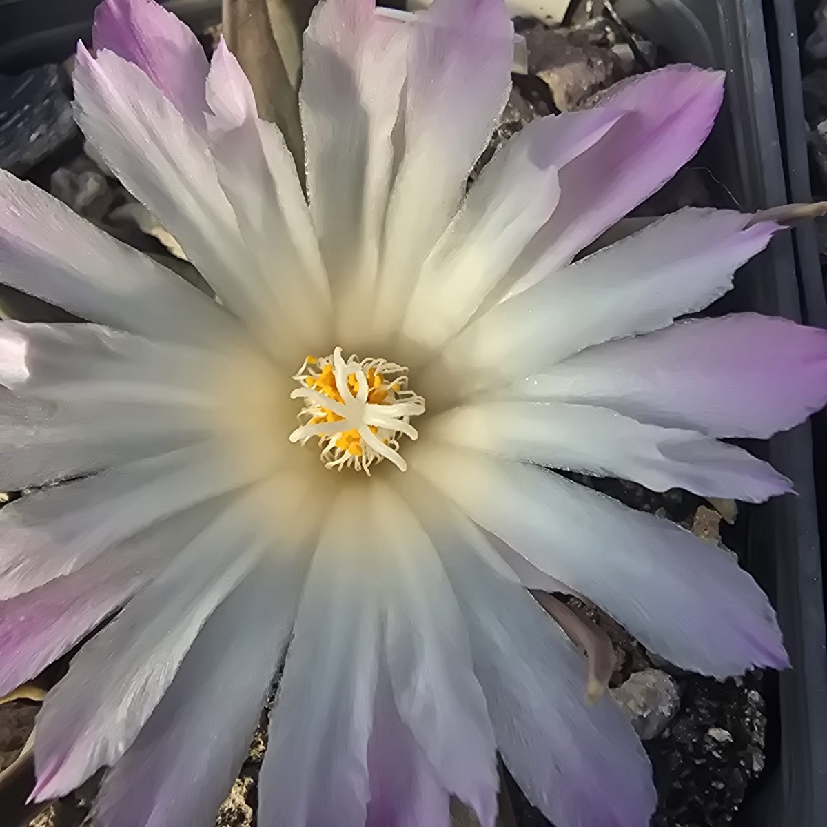 Ariocarpus <br>