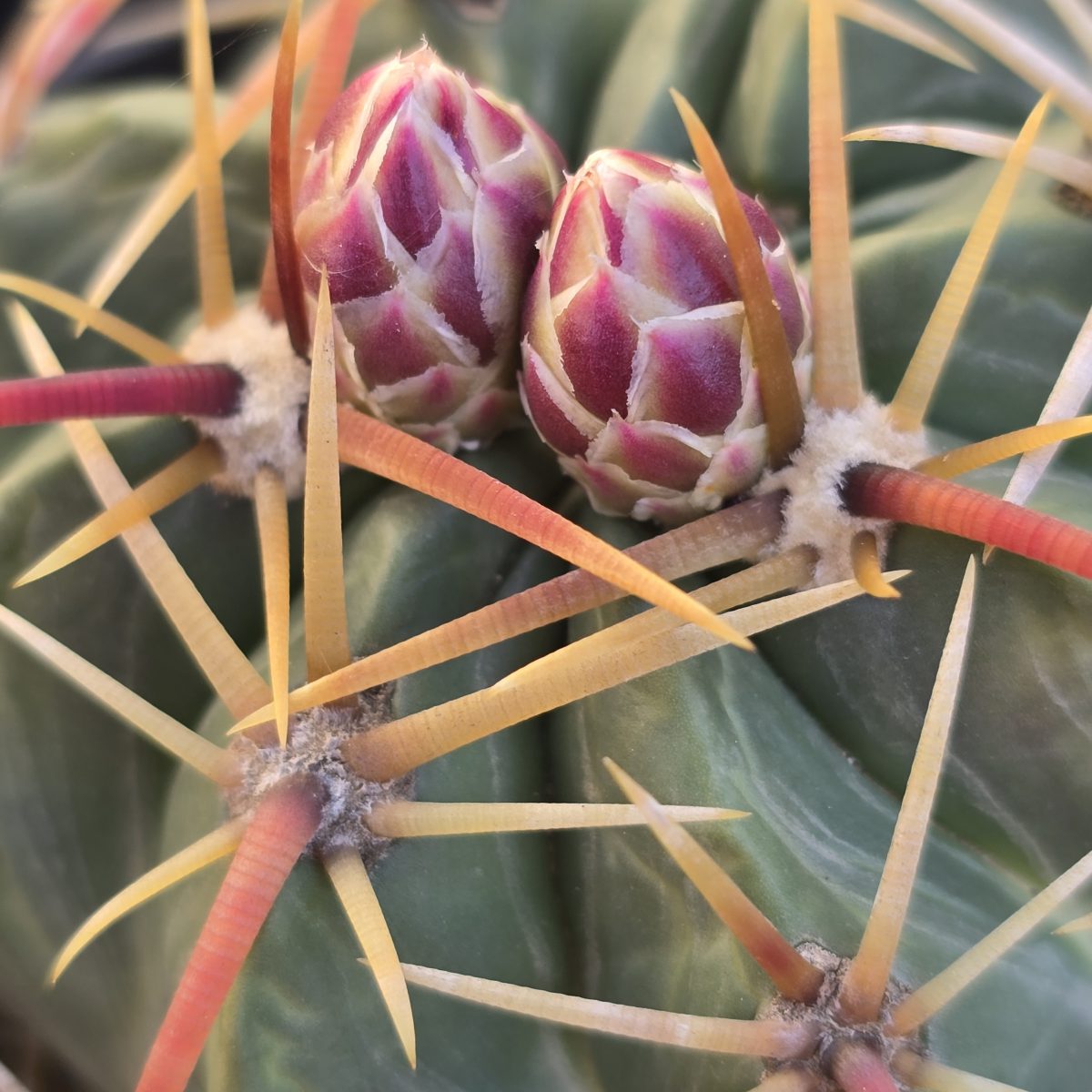 Ferocactus <br>macrodiscus