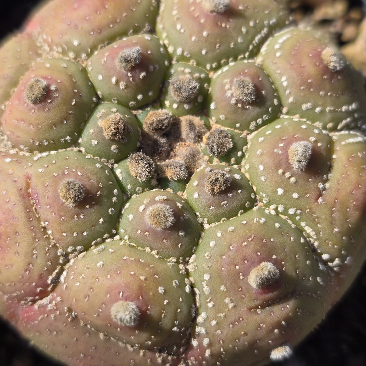Astrophytum <br>asterias kikko turtle