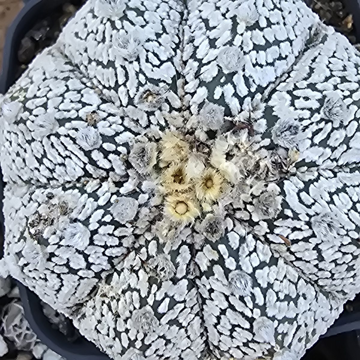 Astrophytum <br>cv f3 cap x kab