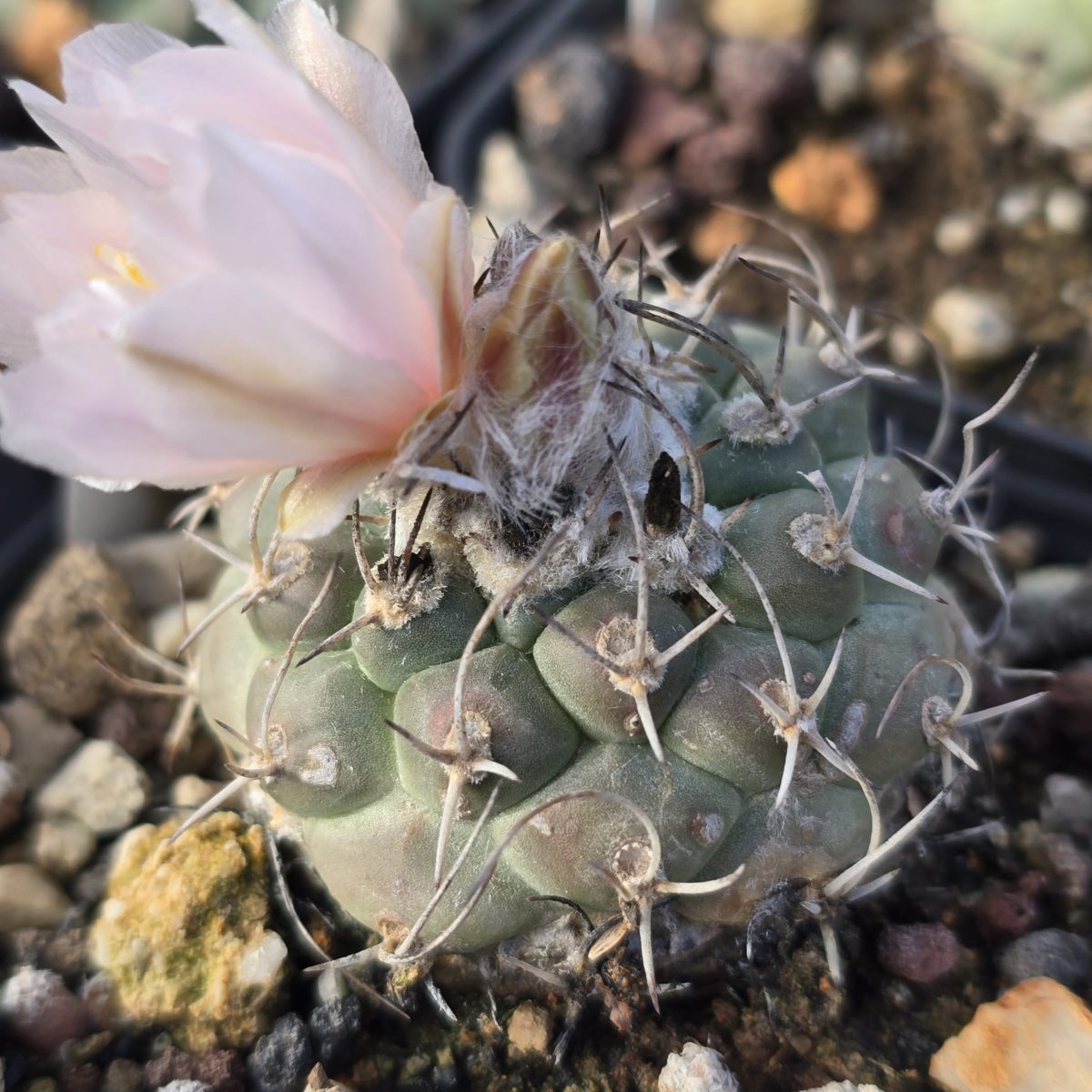 Turbinicarpus <br>lophophoroides