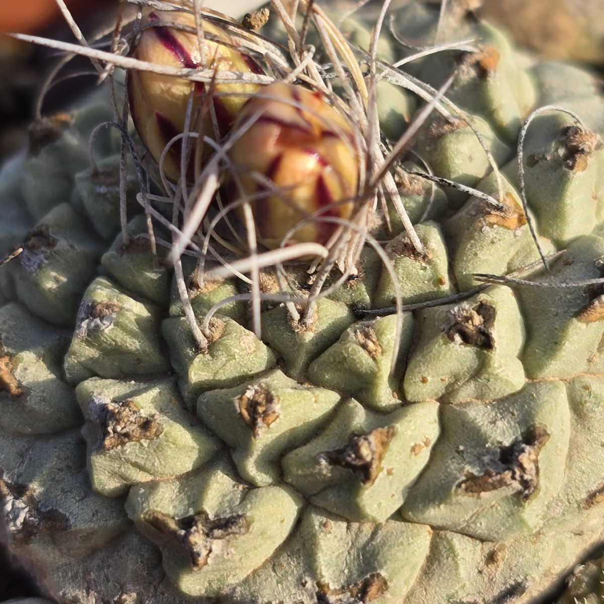 Strombocactus <br>disciformis