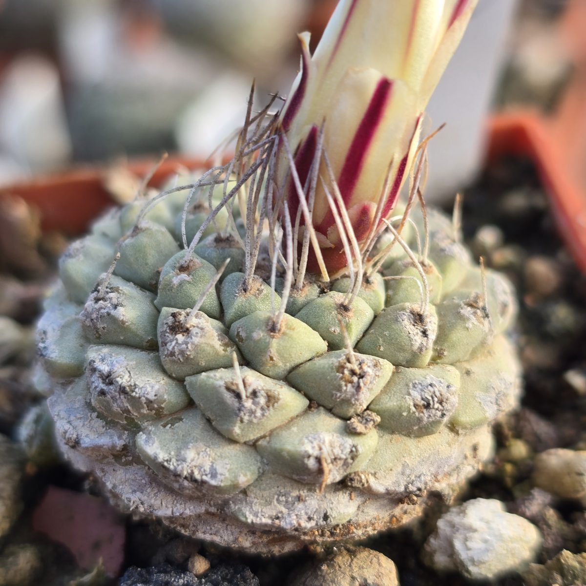 Strombocactus <br>disciformis