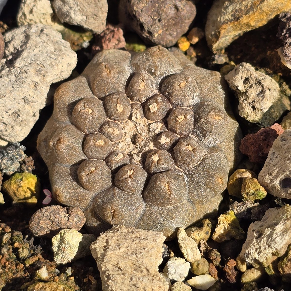Copiapoa <br>hypogaea