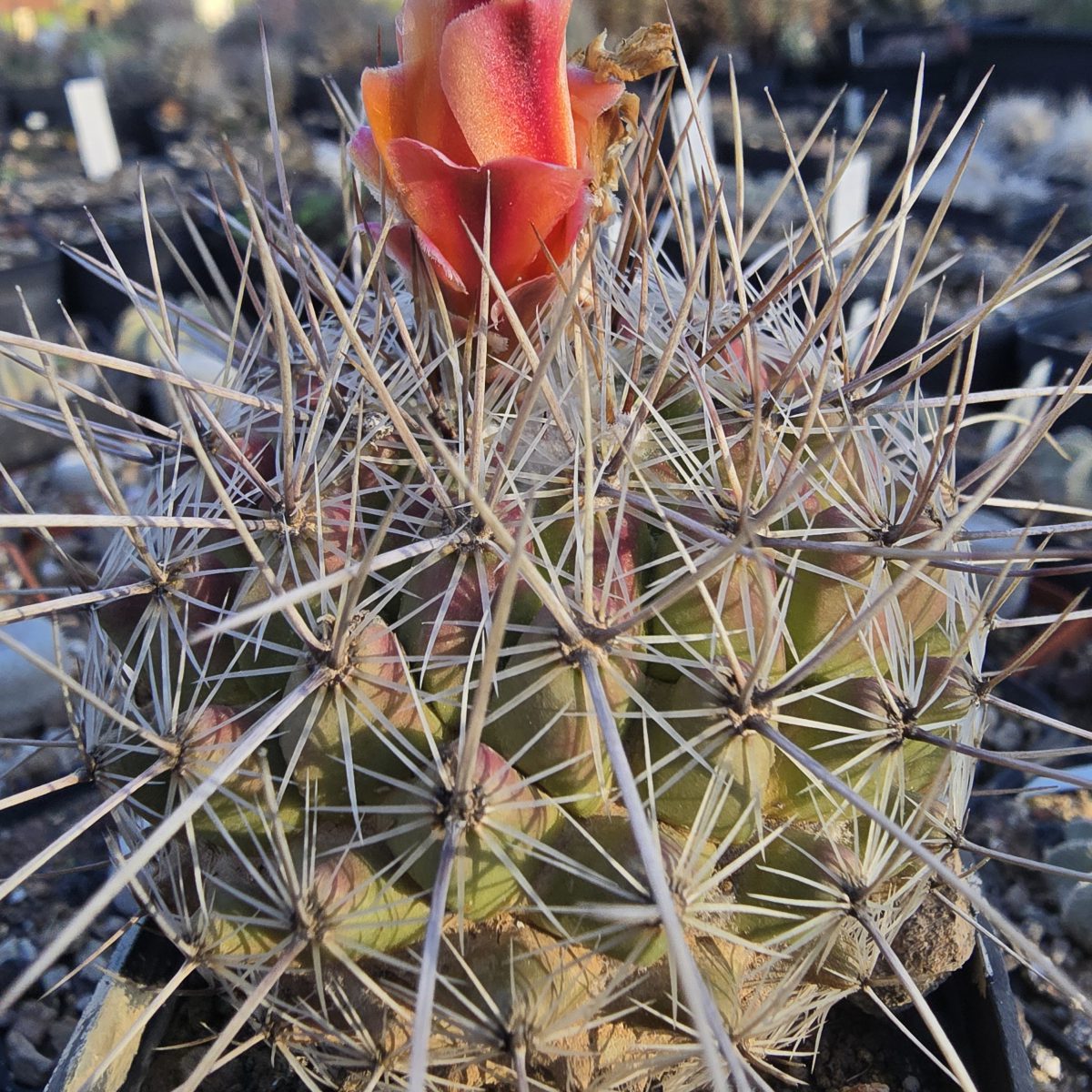 Thelocactus <br>conothelos aureiflorus 