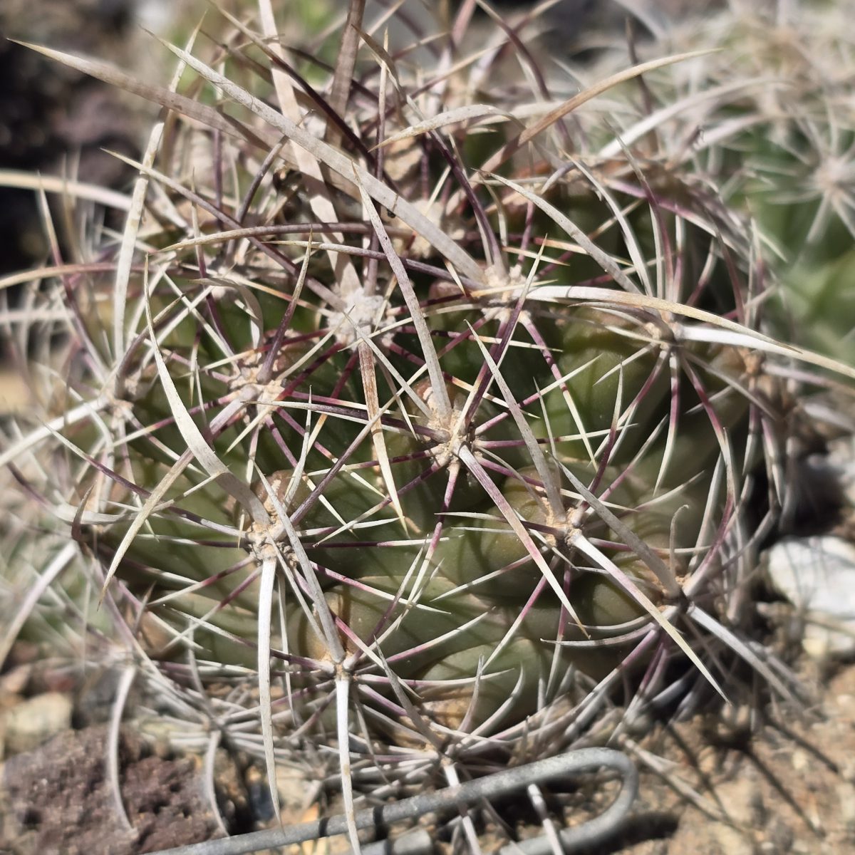 Thelocactus <br>bicolor commudos 