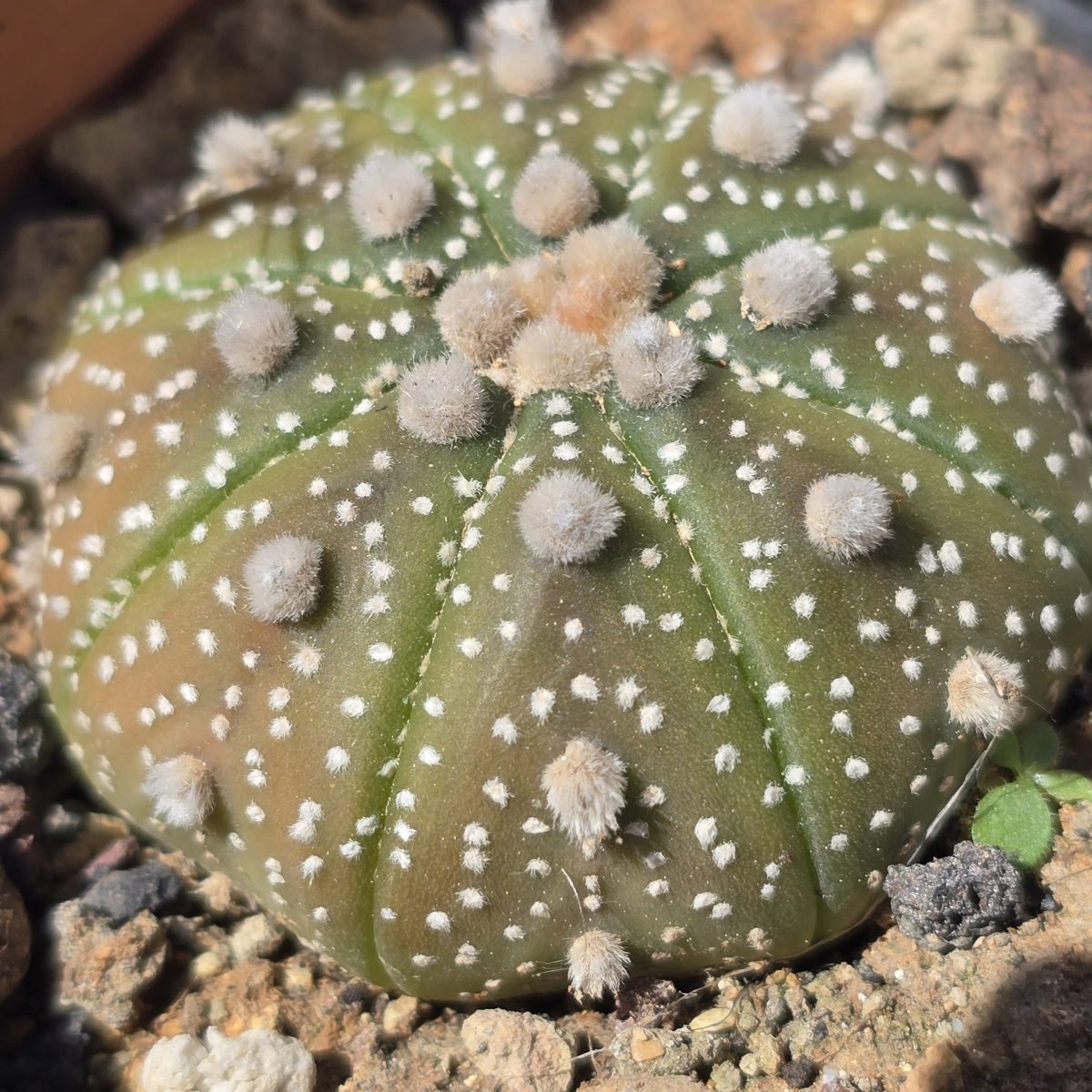 Astrophytum <br>asterias kabuto