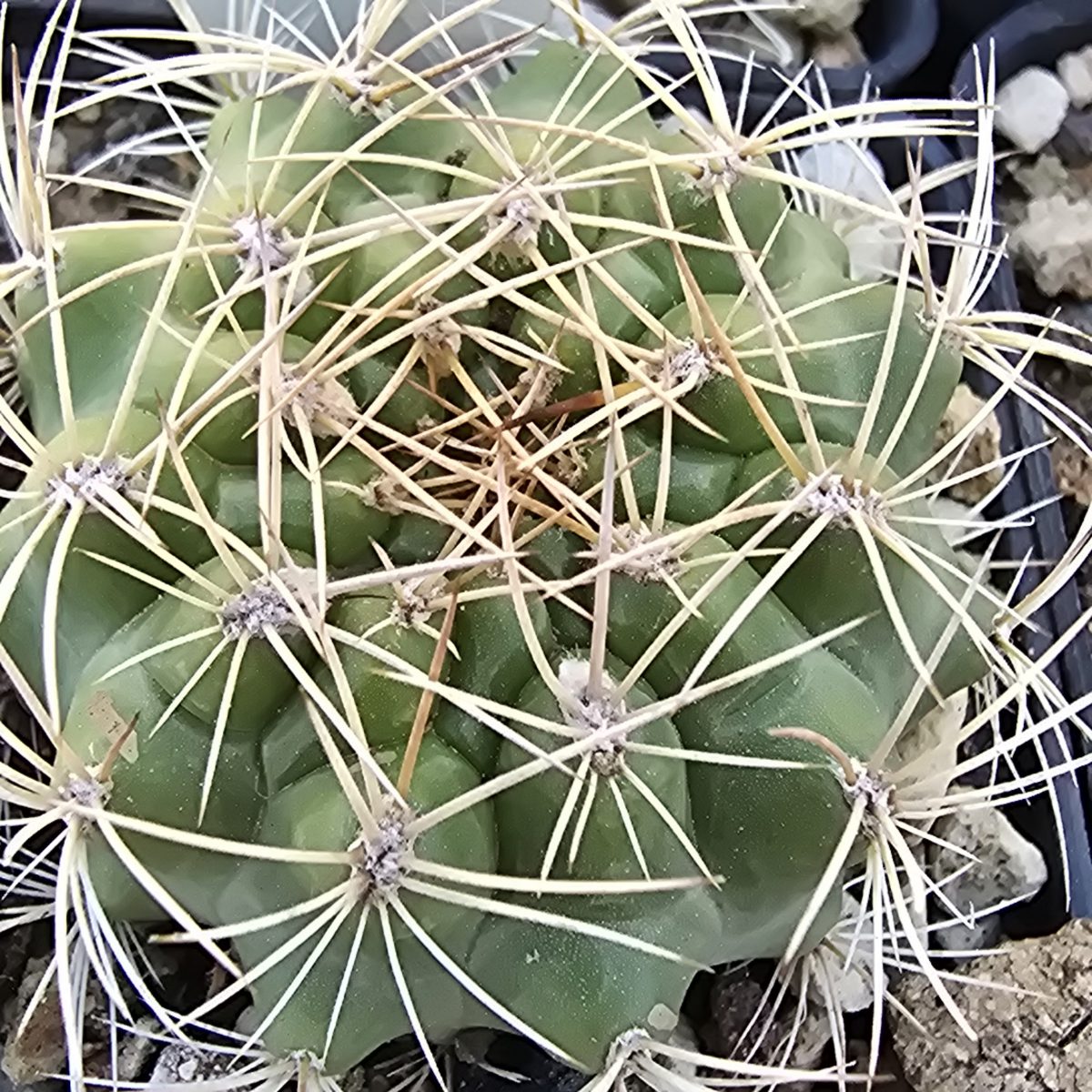 Matucana <br>breviflora?