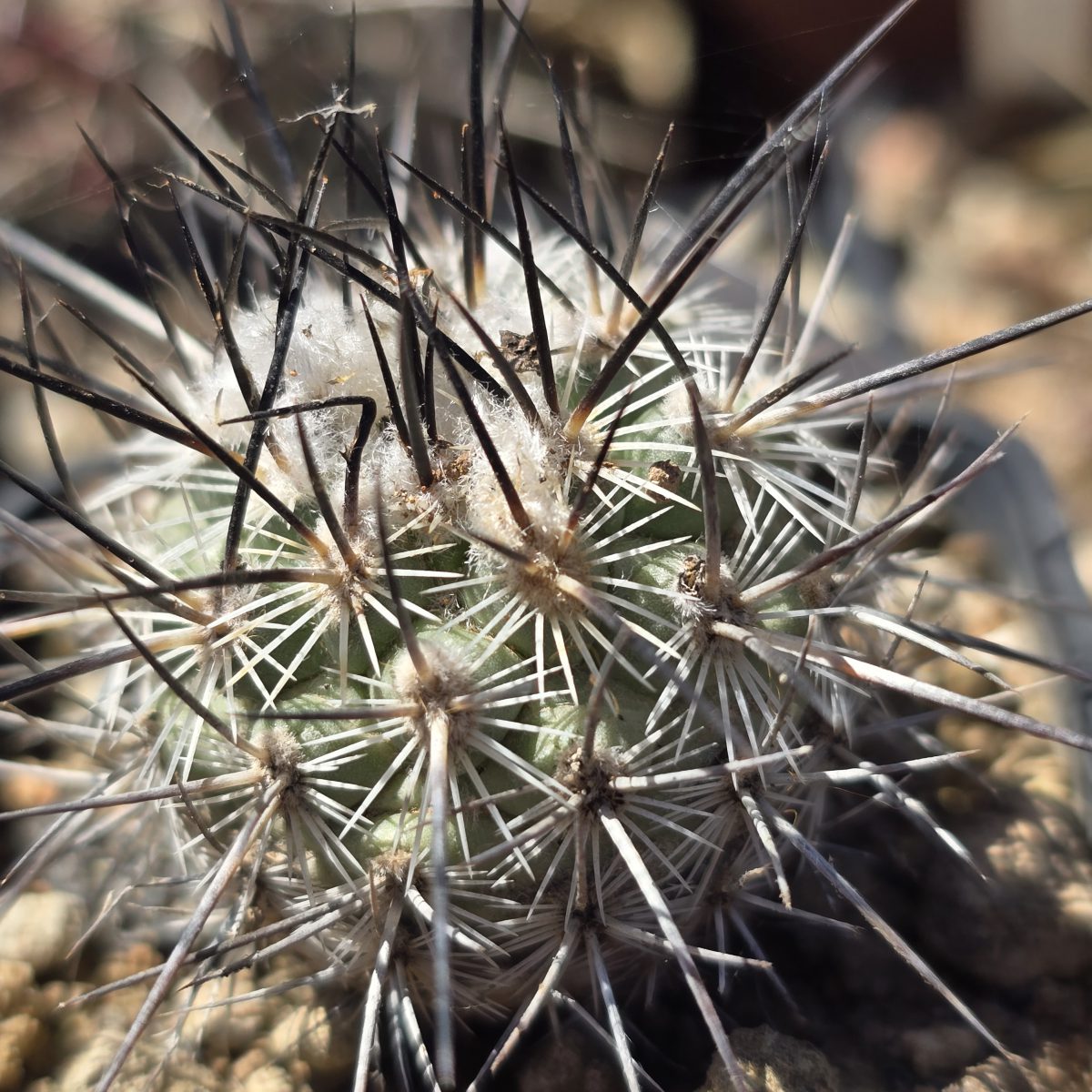 Turbinicarpus <br>viereckii fa major
