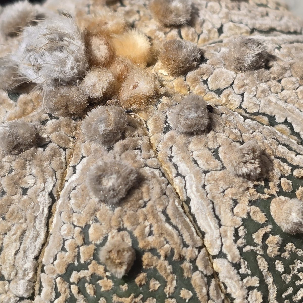 Astrophytum <br>kabuto