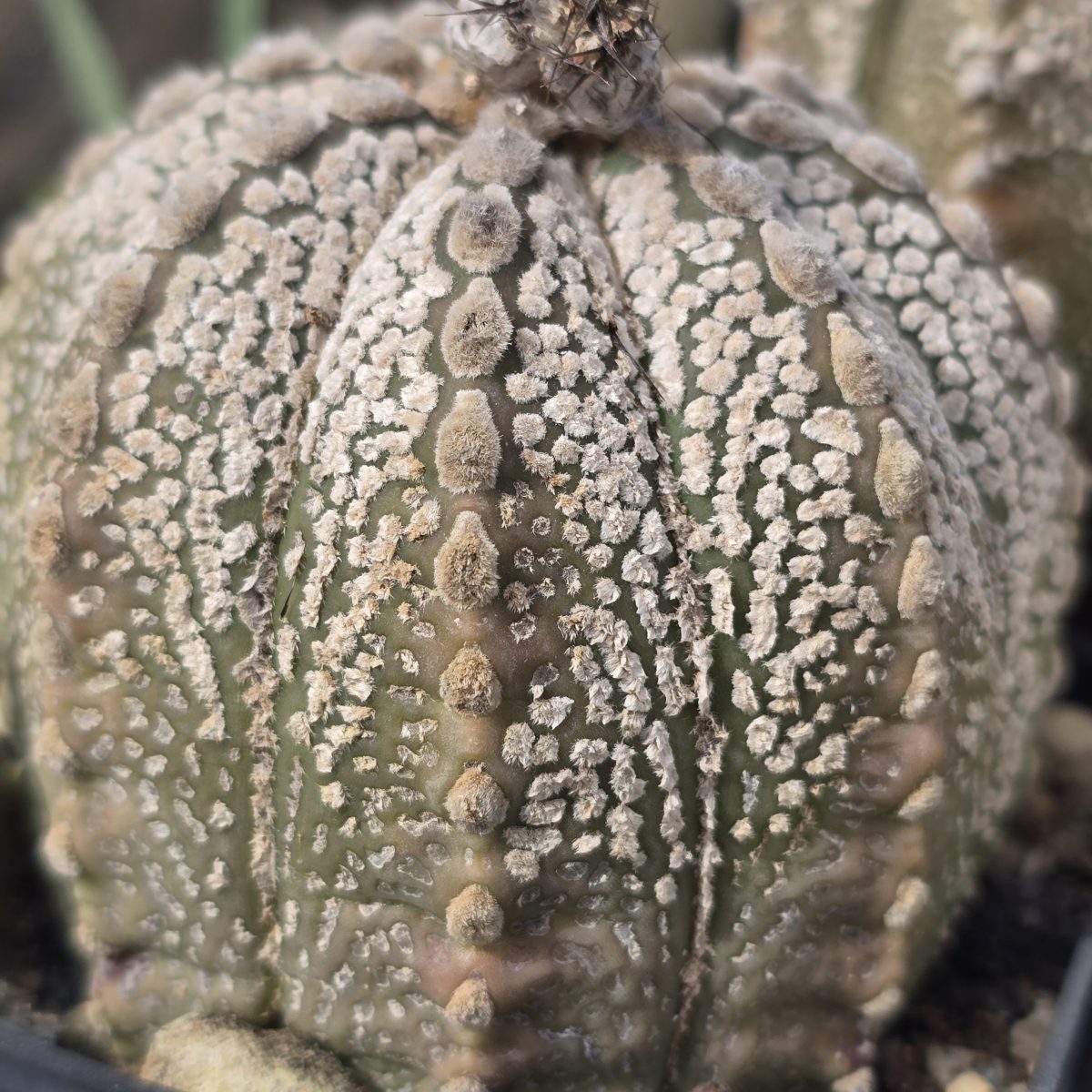 Astrophytum <br>cv f3 cap x kab