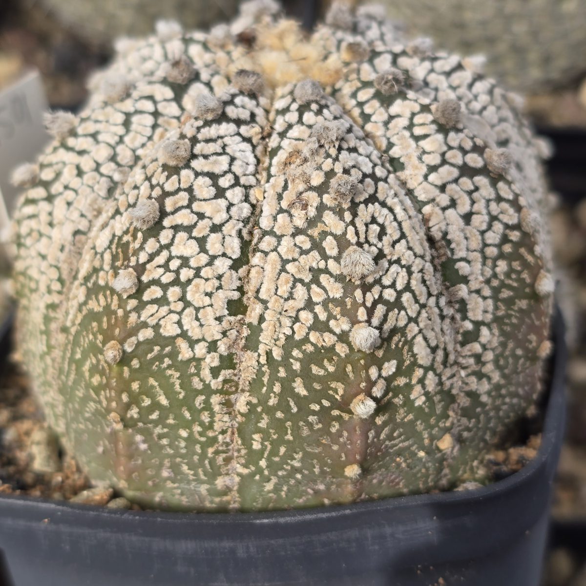 Astrophytum <br>cv f3 cap x kab