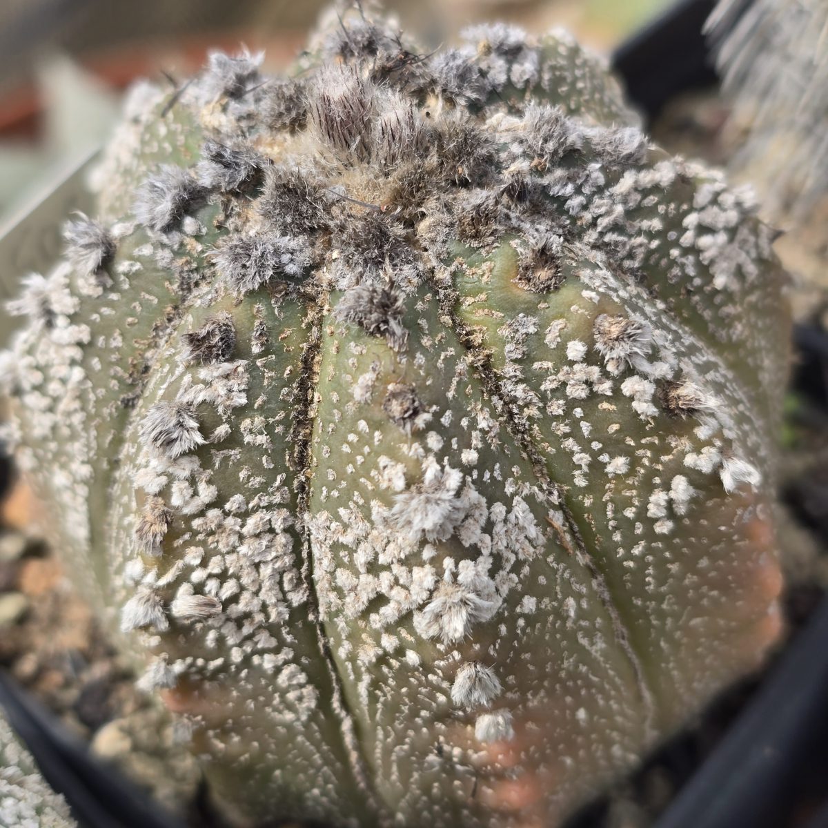Astrophytum <br>cv f3 cap x kab