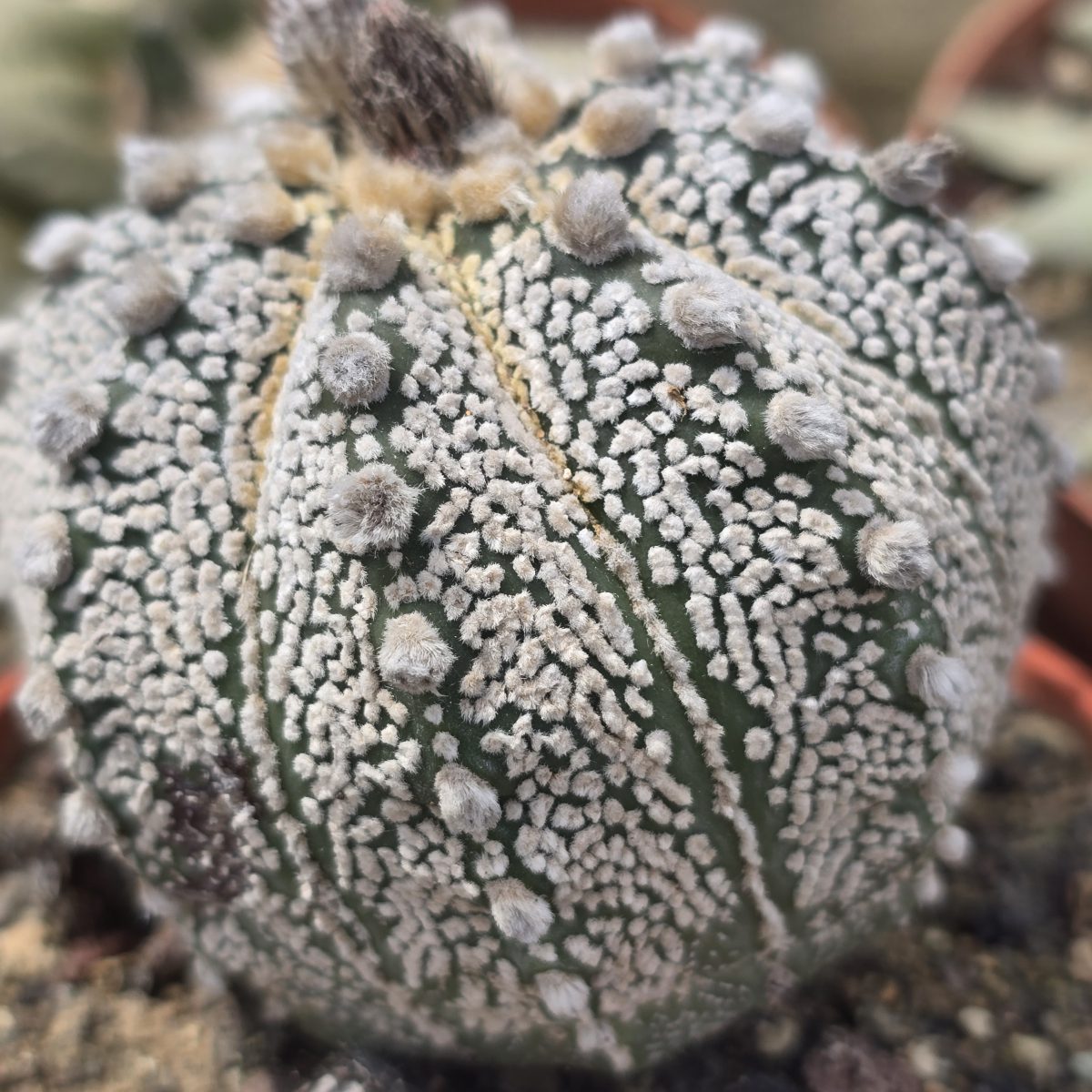 Astrophytum <br>cv f3 cap x kab