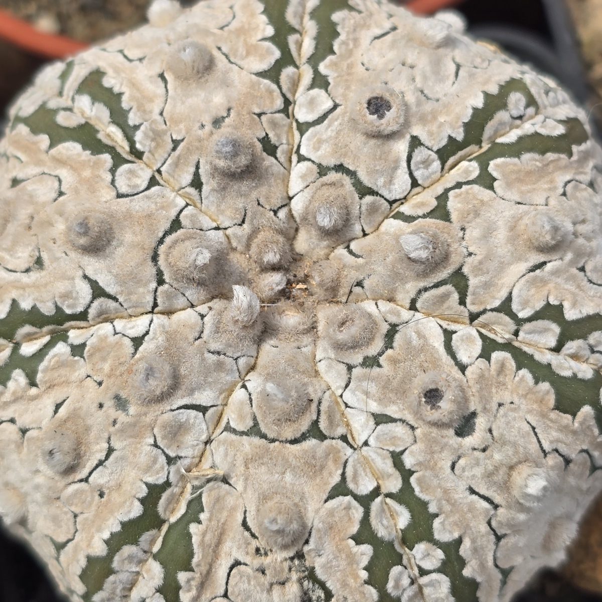 Astrophytum <br>super kabuto 