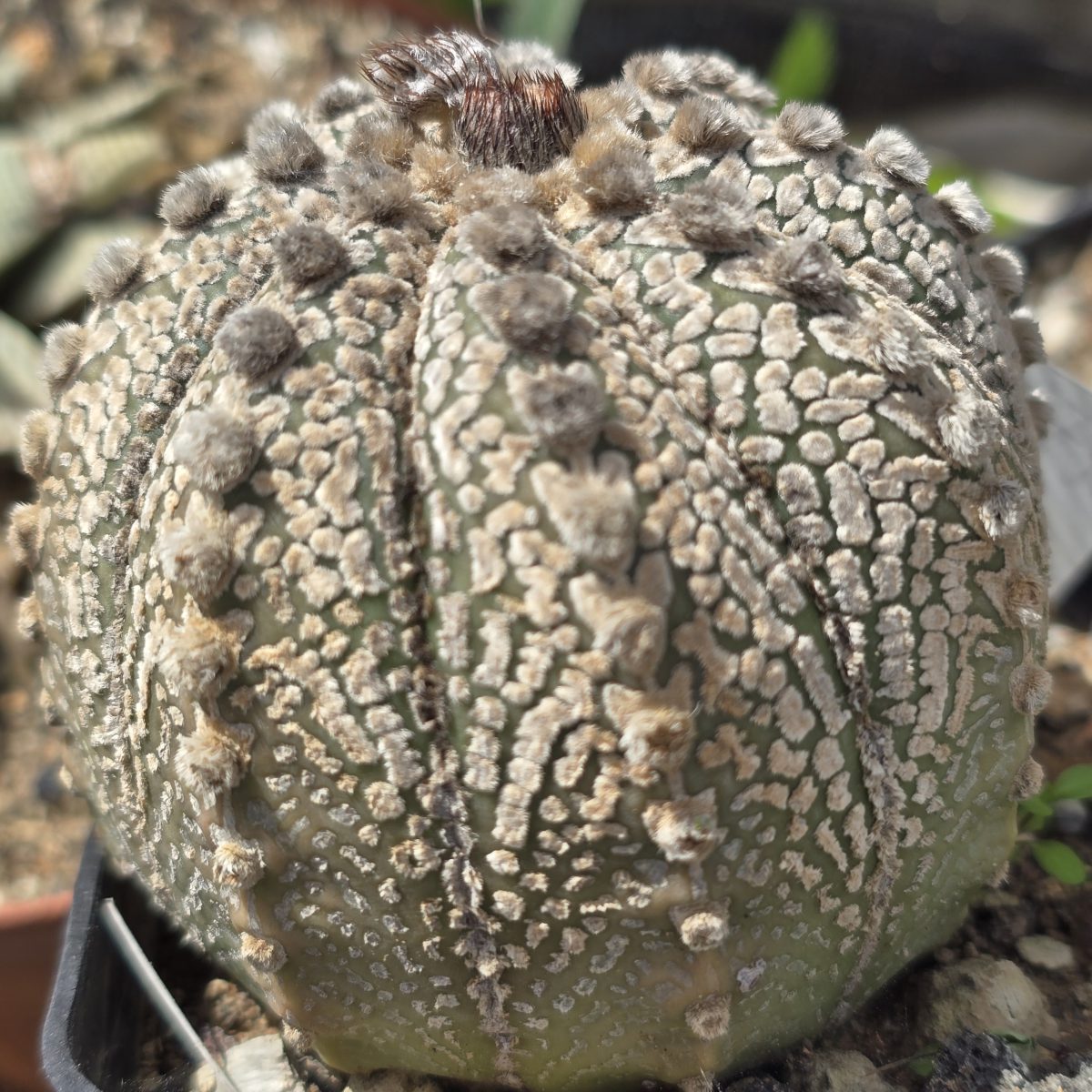 Astrophytum <br>cv f3 capas