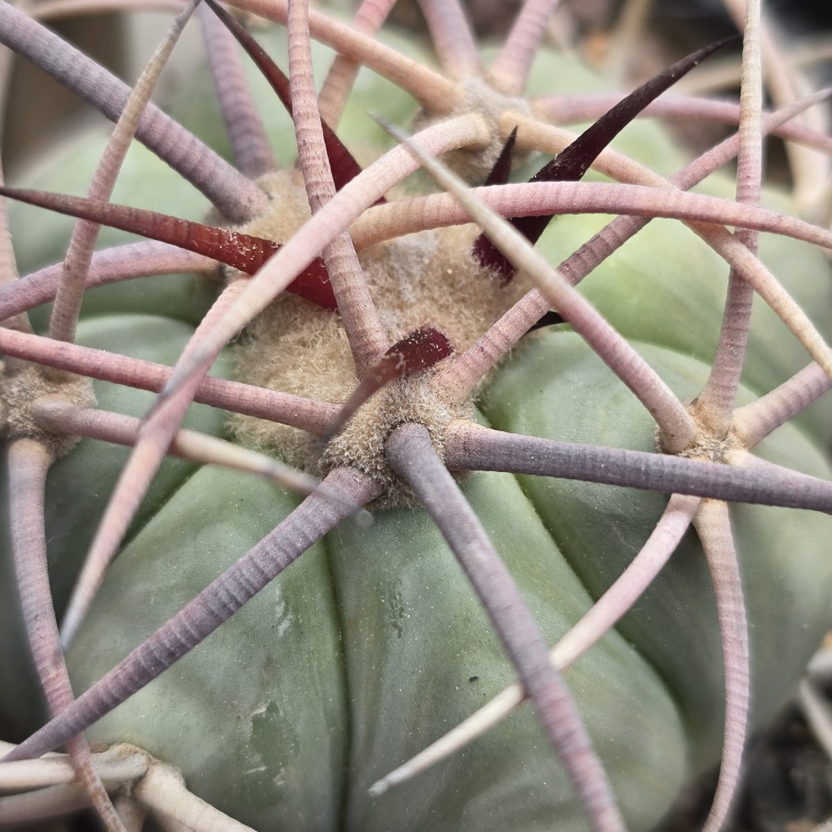Echinocactus <br>horizonthalonius