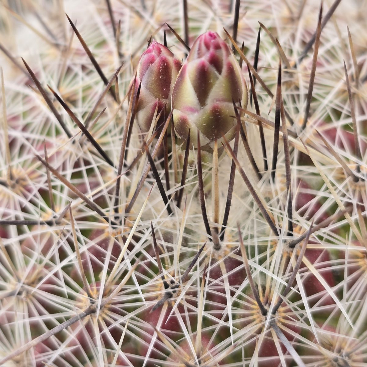 Thelocactus <br>conothelos argenteus