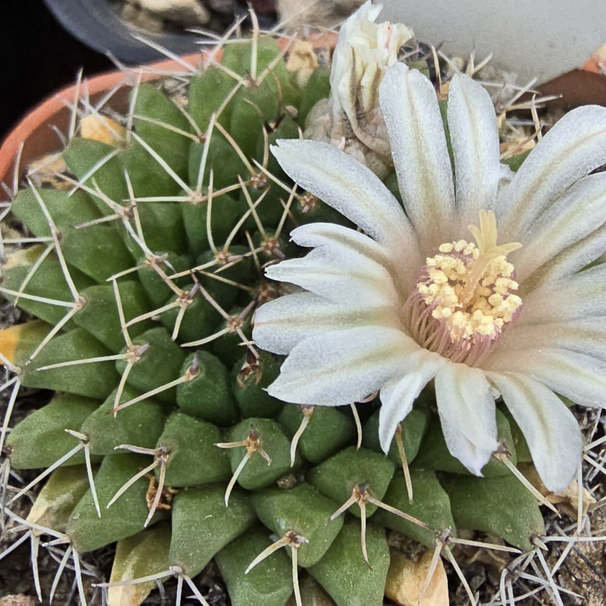 Mammillaria <br>roseoalba 
