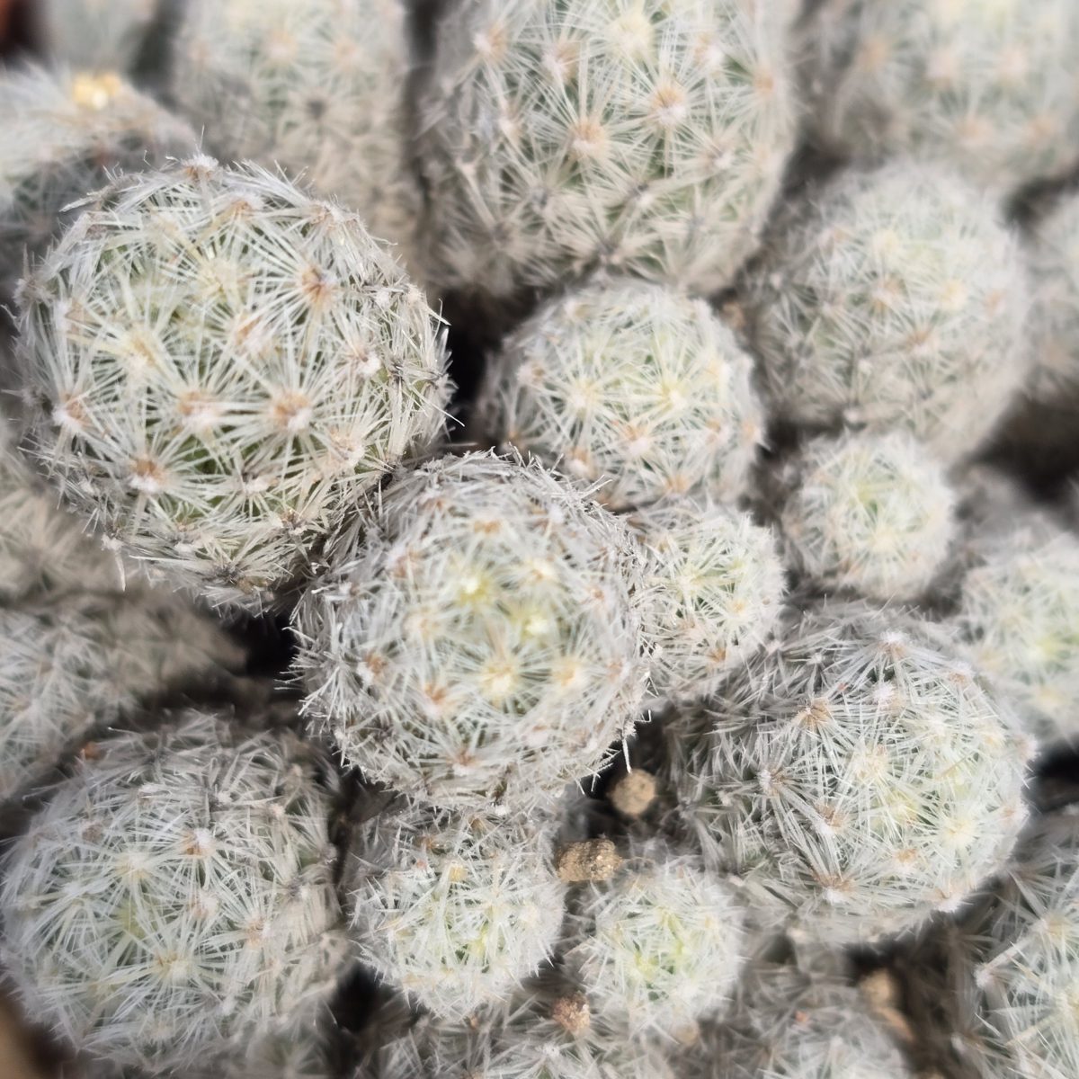 Escobaria <br>snedii leii