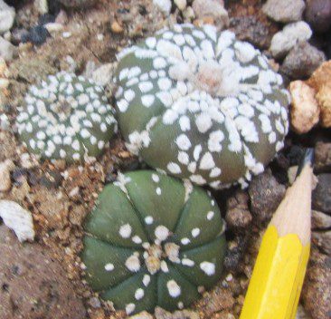 Astrophytum <br>asterias kabuto