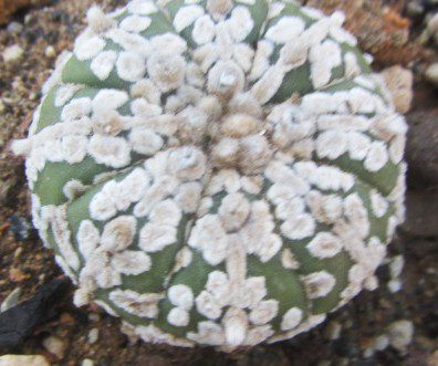 Astrophytum <br>asterias kabuto