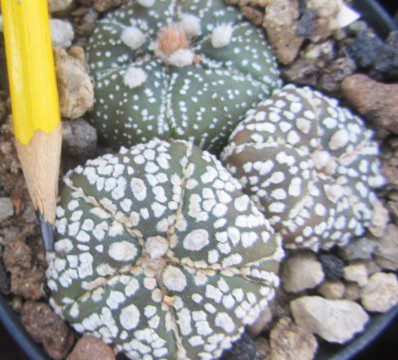 Astrophytum <br>asterias kabuto