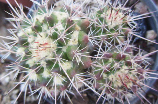 Mammillaria <br>papasquariensis