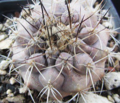 Copiapoa <br>cinerea x humilis