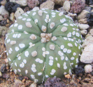 Astrophytum <br>asterias kabuto