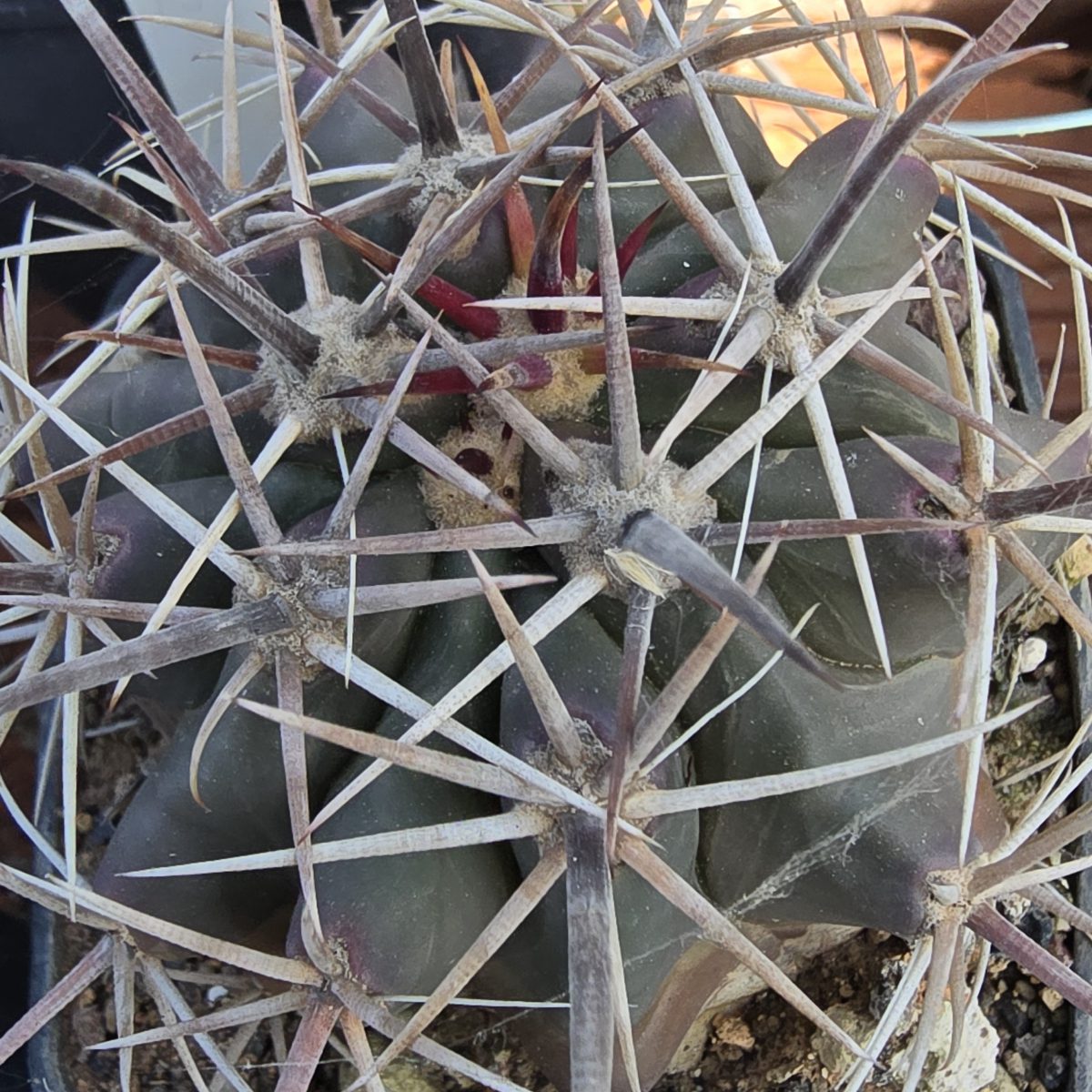Ferocactus <br>santamaria