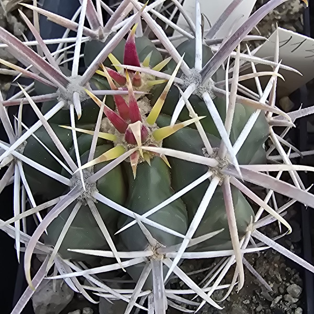 Ferocactus <br>gracilis gatesi