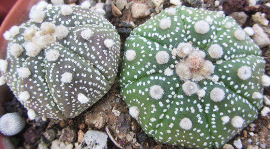 Astrophytum <br>asterias kabuto