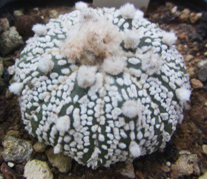 Astrophytum <br>asterias kabuto