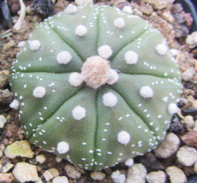 Astrophytum <br>asterias