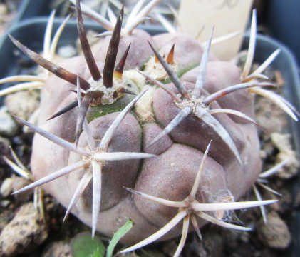 Copiapoa <br>echinoides 