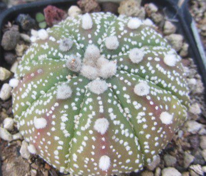 Astrophytum <br>asterias 