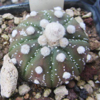 Astrophytum <br>asterias forma