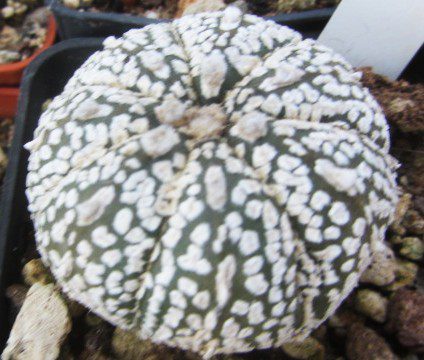 Astrophytum <br>asterias kabuto