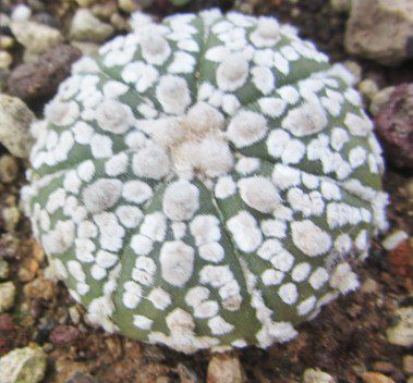 Astrophytum <br>asterias kabuto