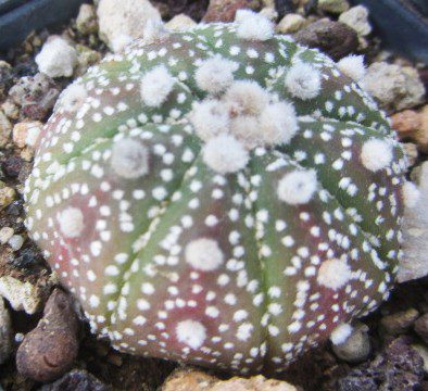 Astrophytum <br>asterias f.ma